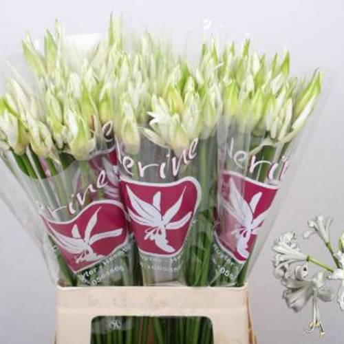 Nerine weiss Bianca Perla 70cm