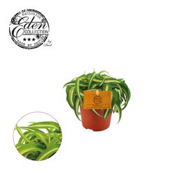 Chlorophytum Com. Bonnie T10,5 H15