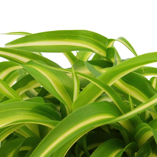 Chlorophytum Com. Bonnie T10,5 H15