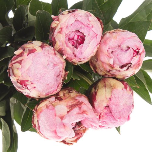 Pfingstrose rosa The Fawn Ex 45cm