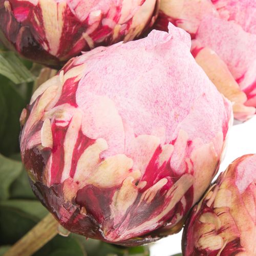 Pfingstrose rosa The Fawn Ex 45cm