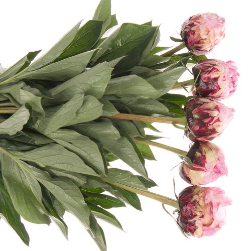 Pfingstrose rosa The Fawn Ex 45cm