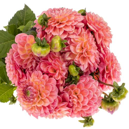Dahlia lachs Pom Pom 40cm