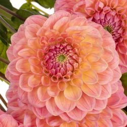 Dahlia lachs Pom Pom 40cm