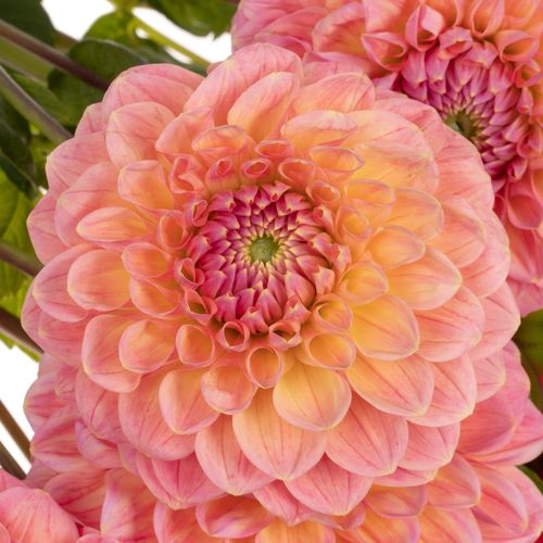 Dahlia lachs Pom Pom 40cm