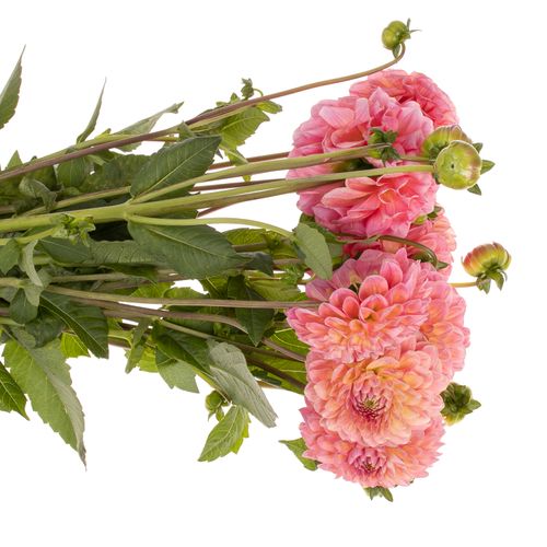 Dahlia lachs Pom Pom 40cm