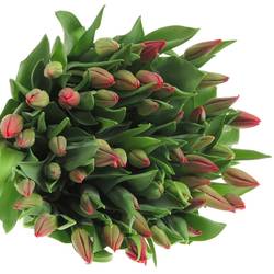 Tulpe rot Strong Fire 38 Gramm