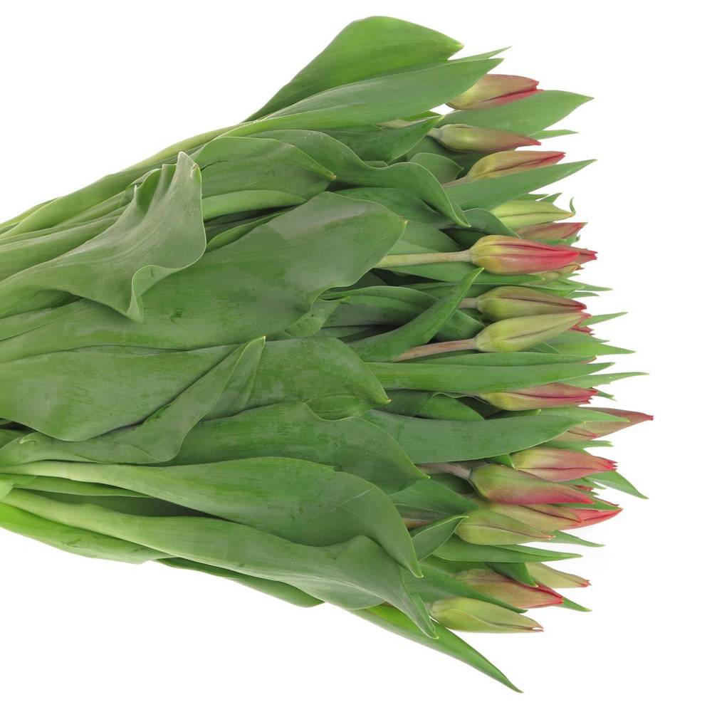 Tulpe rot Strong Fire 38 Gramm