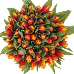 Tulpe rot Tarzan 42 Gramm