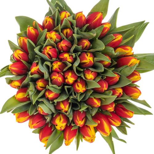 Tulpe rot Tarzan 42 Gramm