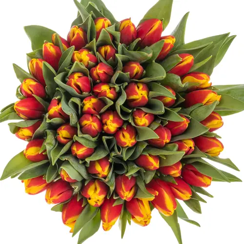 Tulpe rot Tarzan 42 Gramm