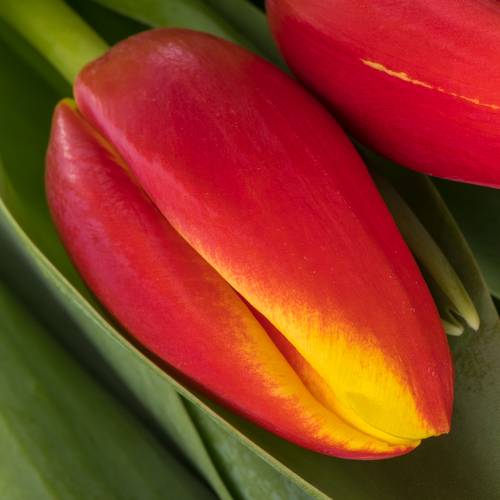 Tulpe rot Tarzan 42 Gramm