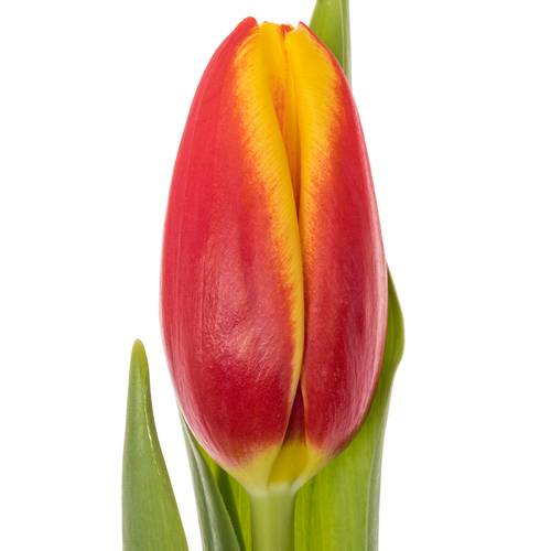 Tulpe rot Tarzan 42 Gramm
