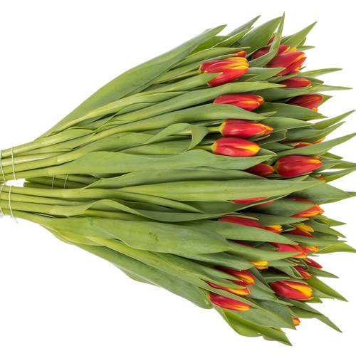 Tulpe rot Tarzan 42 Gramm