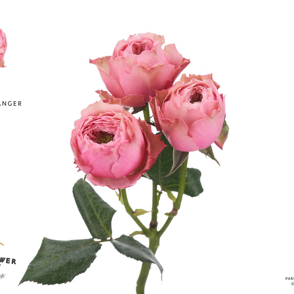 Rose verzweigt rosa Northanger Abbey 50cm