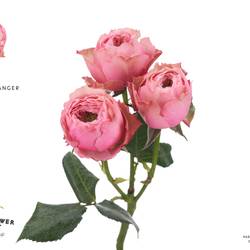 Rose verzweigt rosa Northanger Abbey 50cm