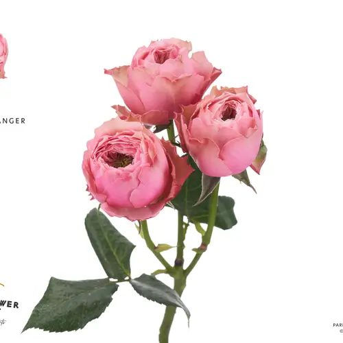 Rose verzweigt rosa Northanger Abbey 50cm