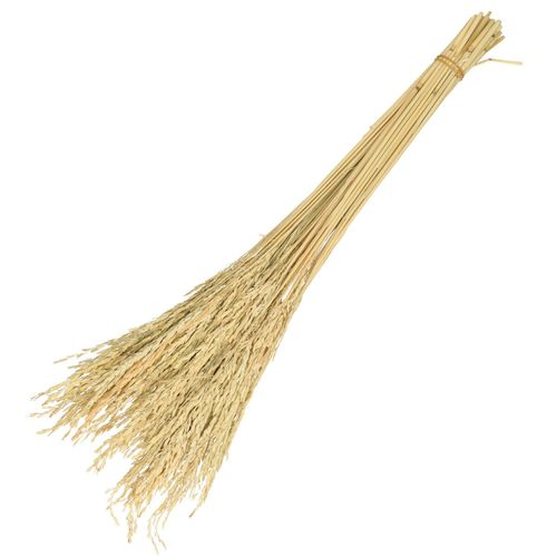 Trocken Rice Oryza L50cm