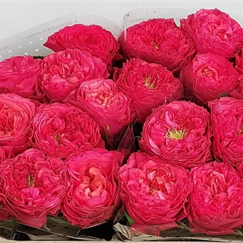Rose fuchsia Windsor Charme gefüllt 70cm