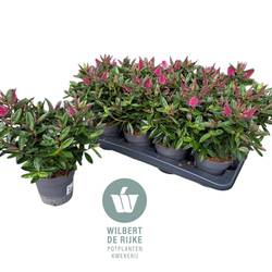Hebe rosa Queen T12 H025