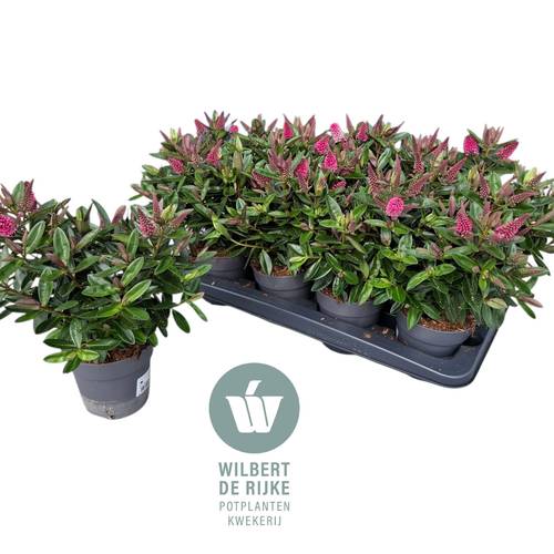 Hebe rosa Queen T12 H025