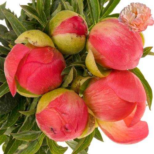 Pfingstrose rosa Coral Sunset 55cm (mittel)