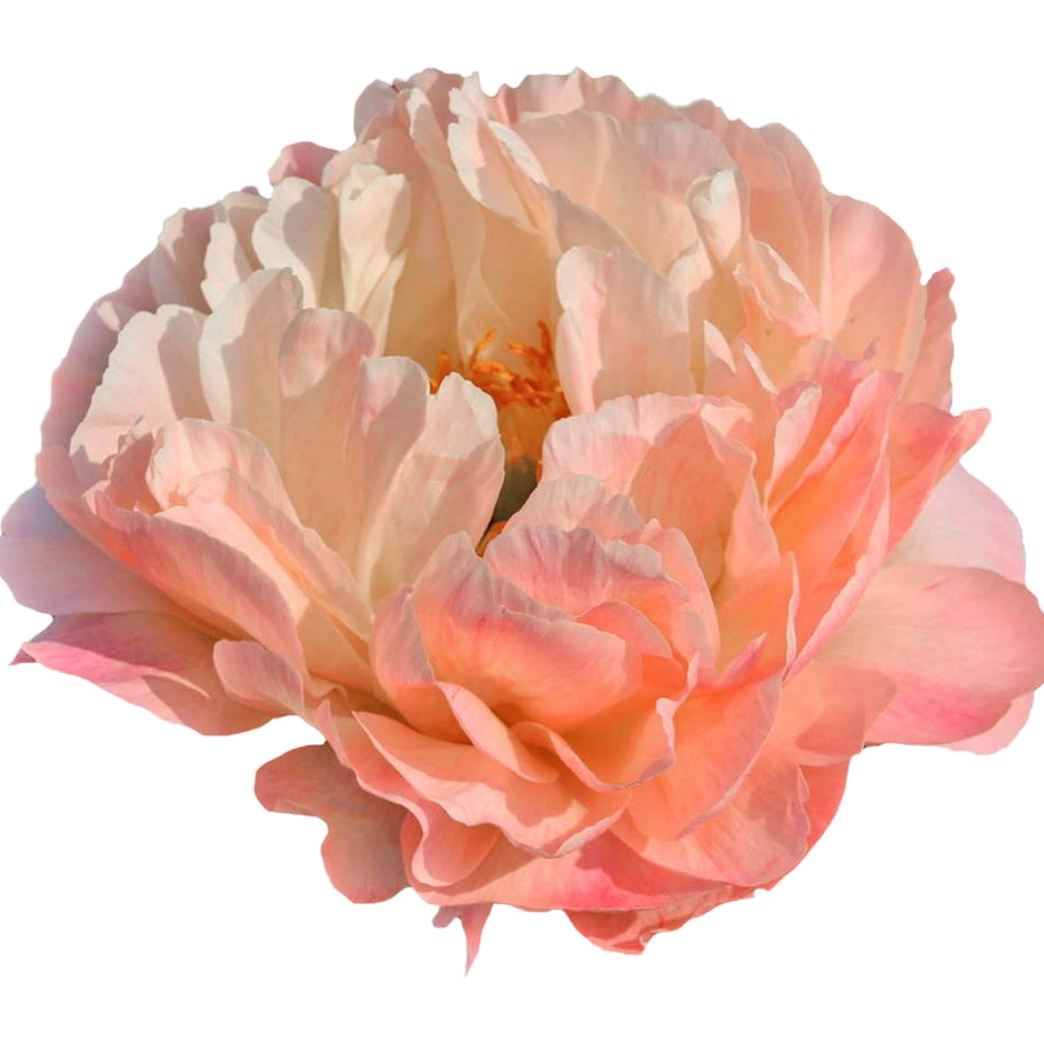 Pfingstrose rosa Coral Sunset 55cm (mittel)