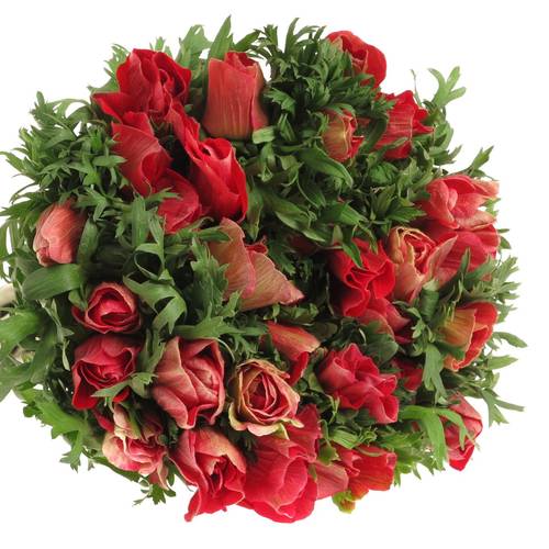 Anemone rot Ex Italien 40cm