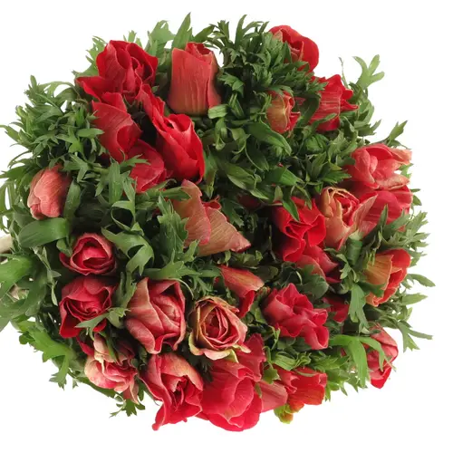 Anemone rot Ex Italien 40cm