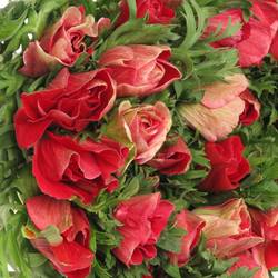 Anemone rot Ex Italien 40cm