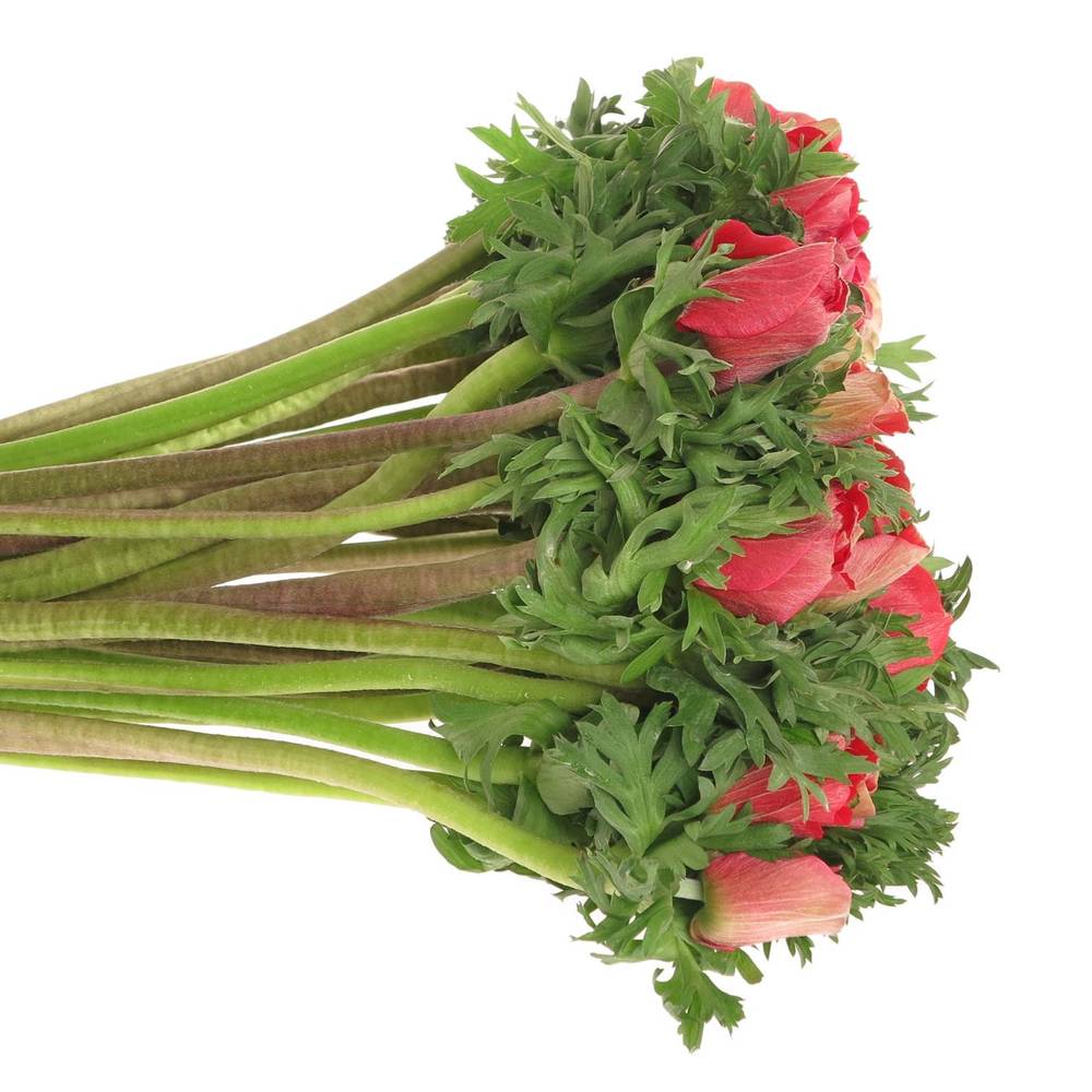 Anemone rot Ex Italien 40cm