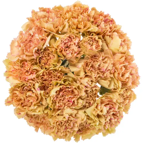 Nelke apricot Sonora 70cm