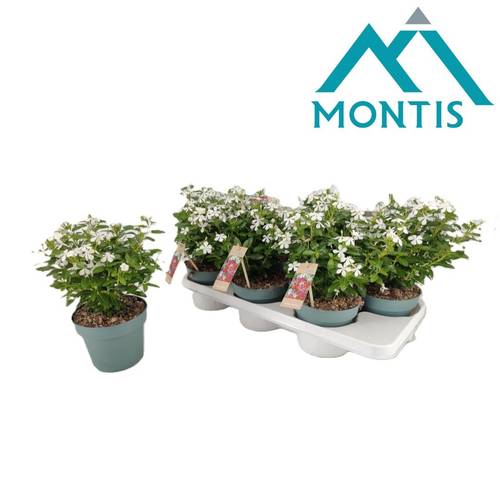 Catharanthus weiss Soiree T14 H017