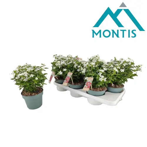 Catharanthus weiss Soiree T14 H017