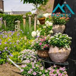 Catharanthus weiss Soiree T14 H017