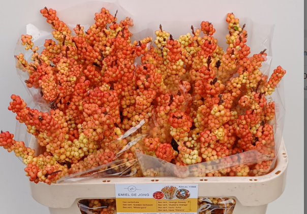 Ilex orange victoria 70cm