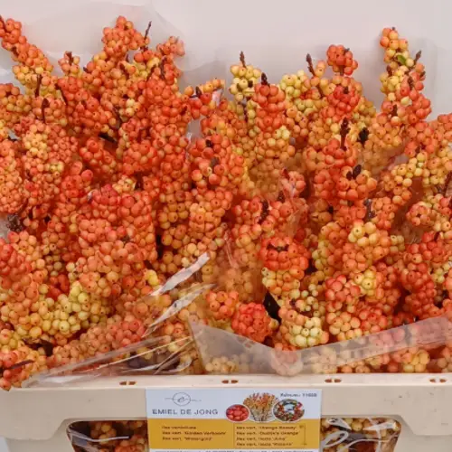 Ilex orange victoria 70cm