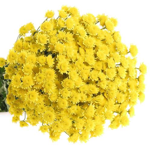 Chrys.Tros gelb Stallion 70 Gramm 70cm