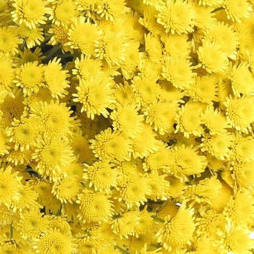 Chrys.Tros gelb Stallion 70 Gramm 70cm