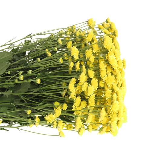 Chrys.Tros gelb Stallion 70 Gramm 70cm