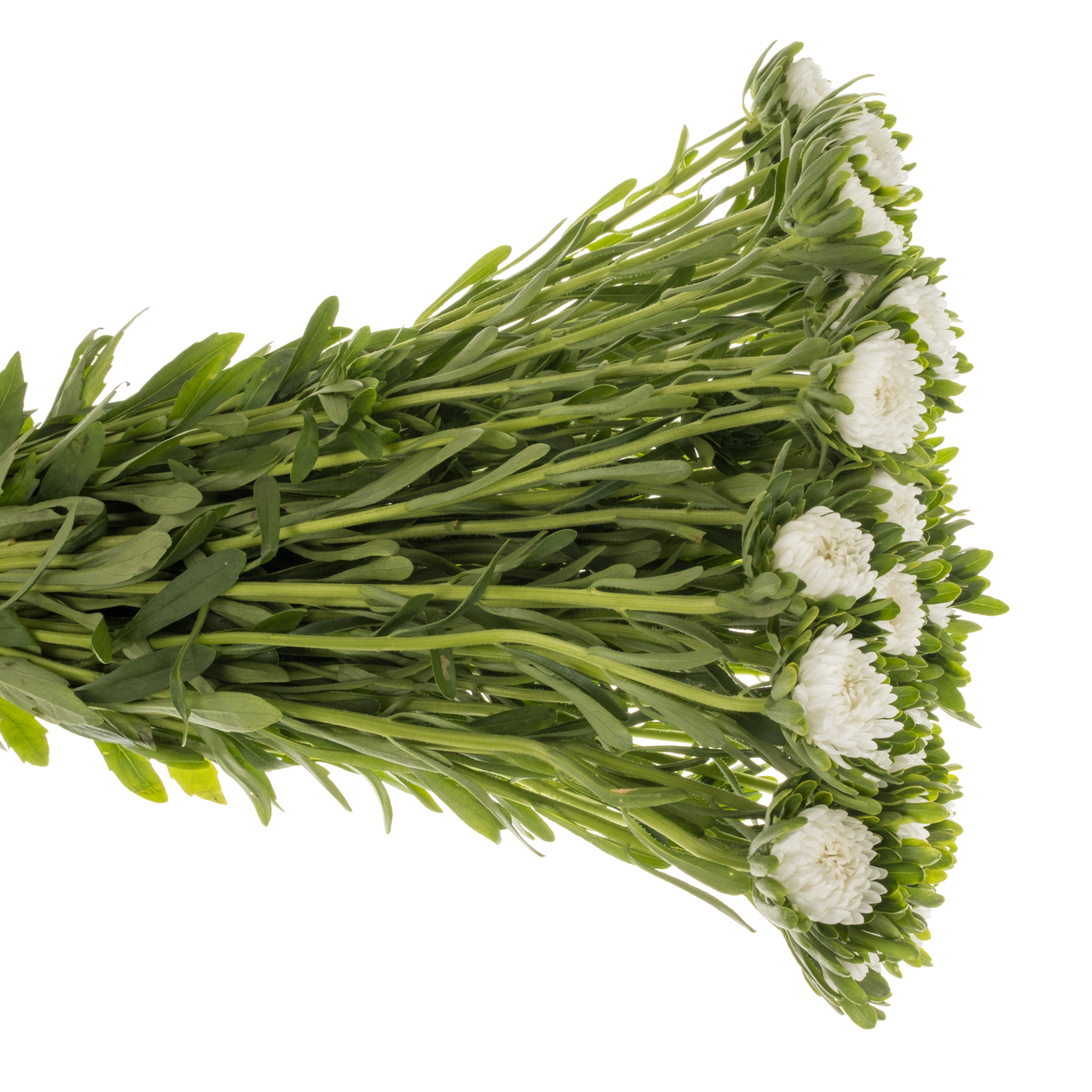 Sommeraster weiss 45cm