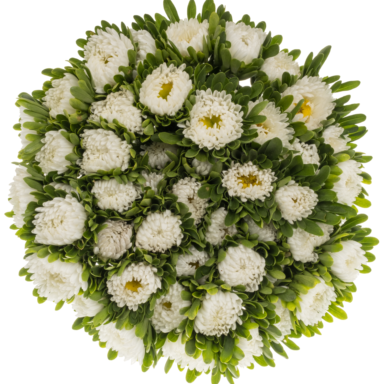 Sommeraster weiss 45cm