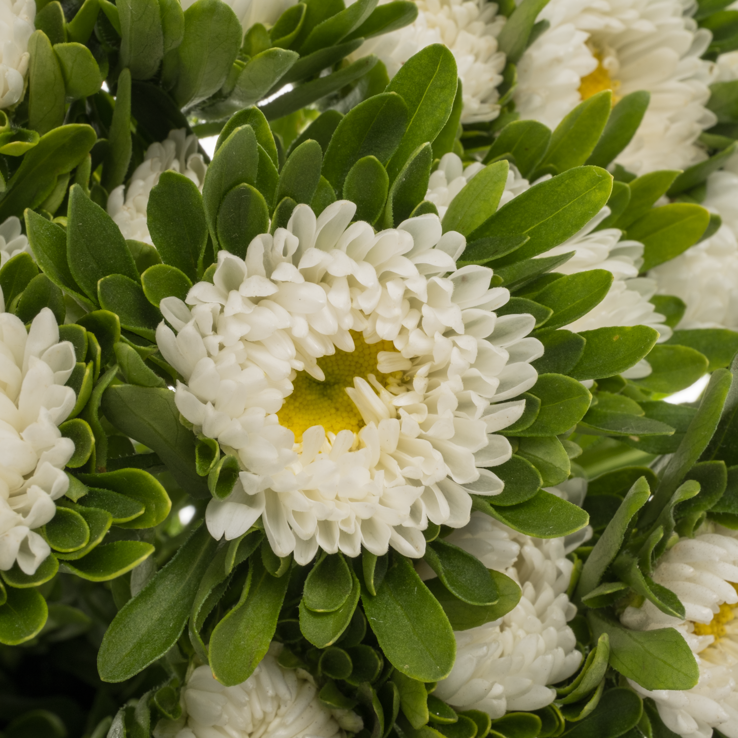 Sommeraster weiss 45cm