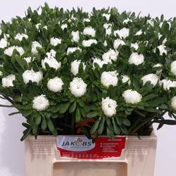 Sommeraster weiss 45cm