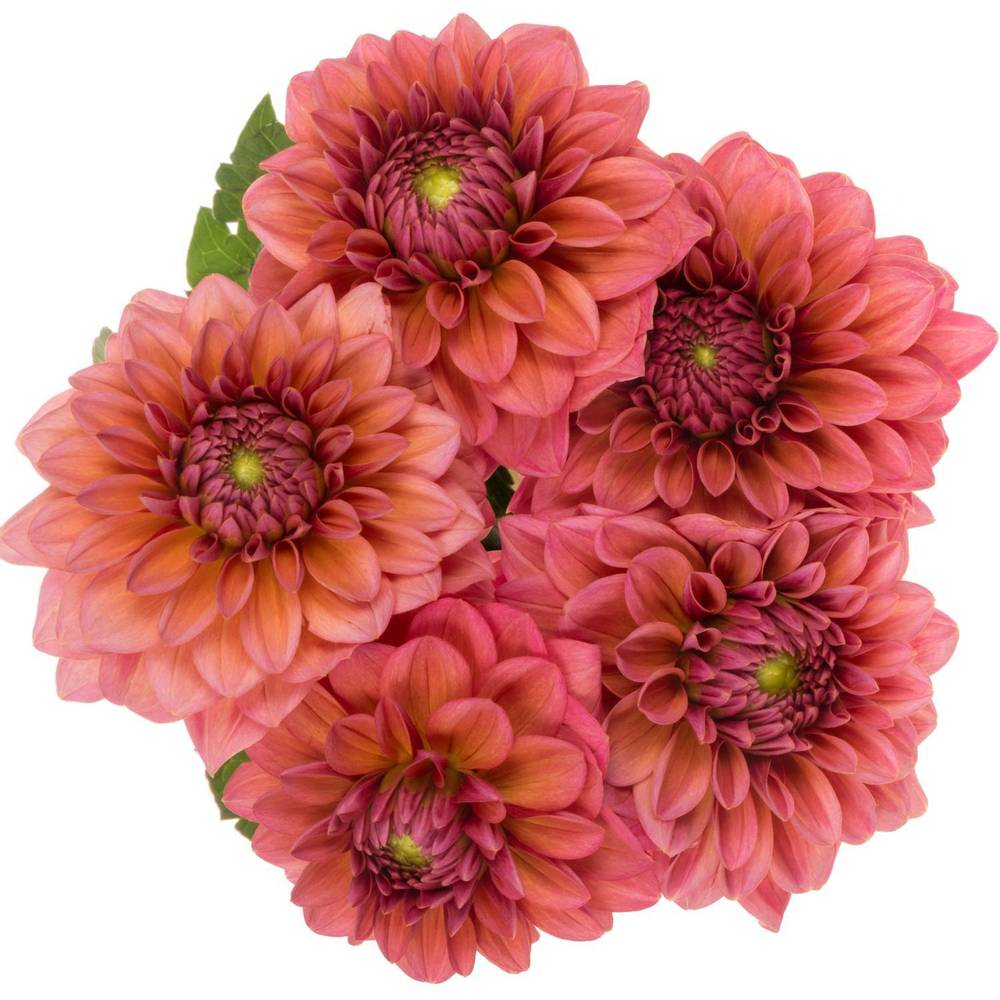 Dahlia salmon dark Runner 45cm