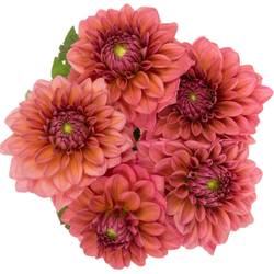 Dahlia salmon dark Runner 45cm
