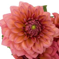 Dahlia salmon dark Runner 45cm