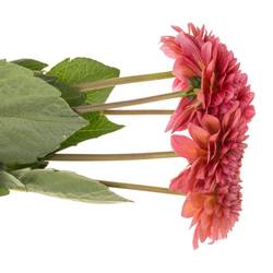 Dahlia salmon dark Runner 45cm