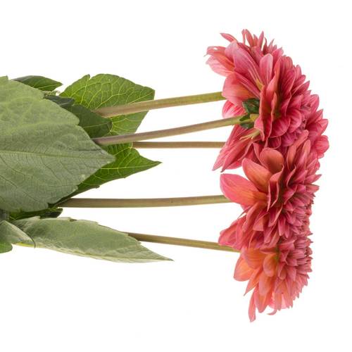 Dahlia salmon dark Runner 45cm
