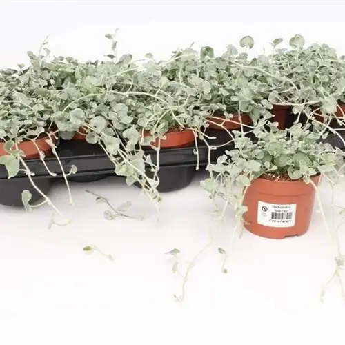 Dichondra Silver Falls T10,5 H15